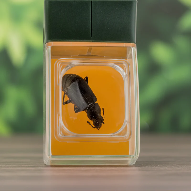 Bug Catcher with Magnifier – Entdecken & Lernen – Insektenfänger