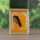 Bug Catcher with Magnifier – Entdecken & Lernen – Insektenfänger