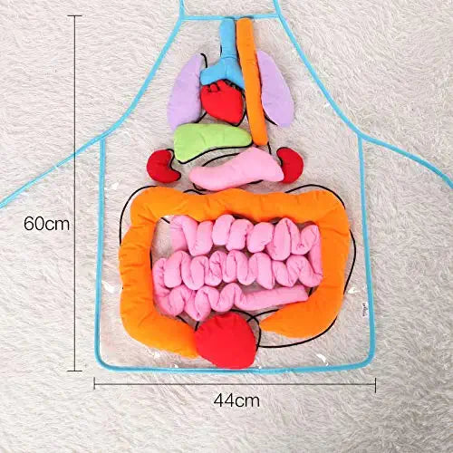 Anatomy Apron™ | Den Körper interaktiv studieren - Organschürze